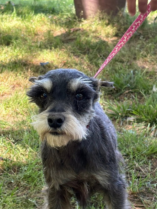 Photo 3 of VIOLET/ ADOPTED