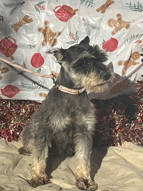 VIOLET/ mini 6lbs, an adoptable Schnauzer in HOPKINSVILLE/PRINCETON, KY, NH