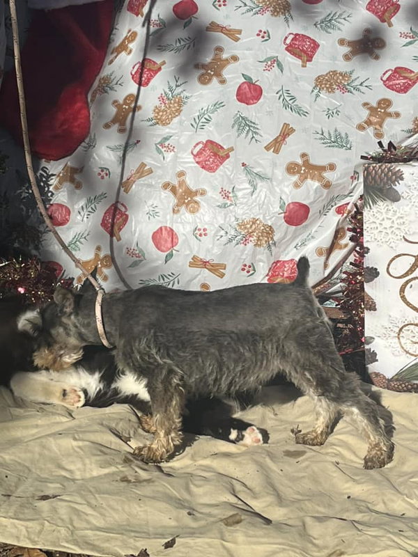 VIOLET/ mini 6lbs