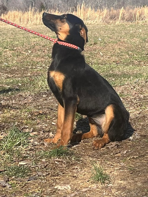 Anya, an adoptable Doberman Pinscher in HOPKINSVILLE/PRINCETON, KY, NH