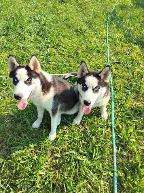 Bodhi, an adoptable Siberian Husky in HOPKINSVILLE/PRINCETON, KY, NH