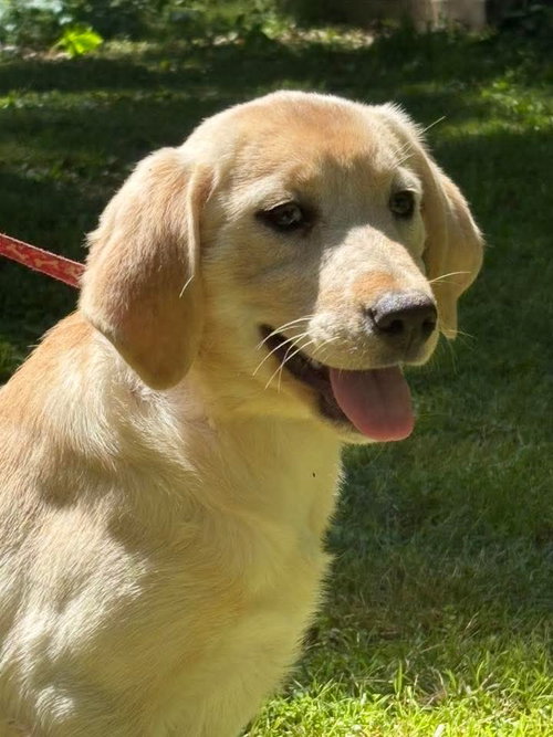 Bella, an adoptable Yellow Labrador Retriever in HOPKINSVILLE/PRINCETON, KY, NH