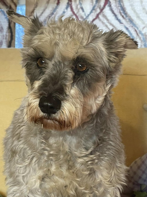 Sabrina, an adoptable Schnauzer in HOPKINSVILLE/PRINCETON, KY, NH