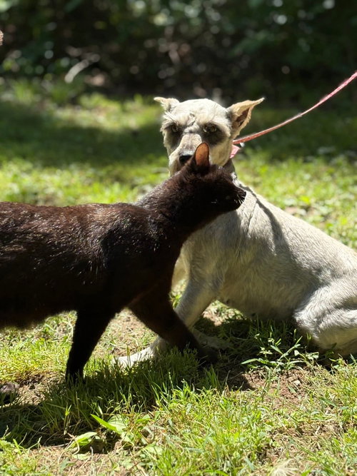 Sabrina, an adoptable Schnauzer in HOPKINSVILLE/PRINCETON, KY, NH