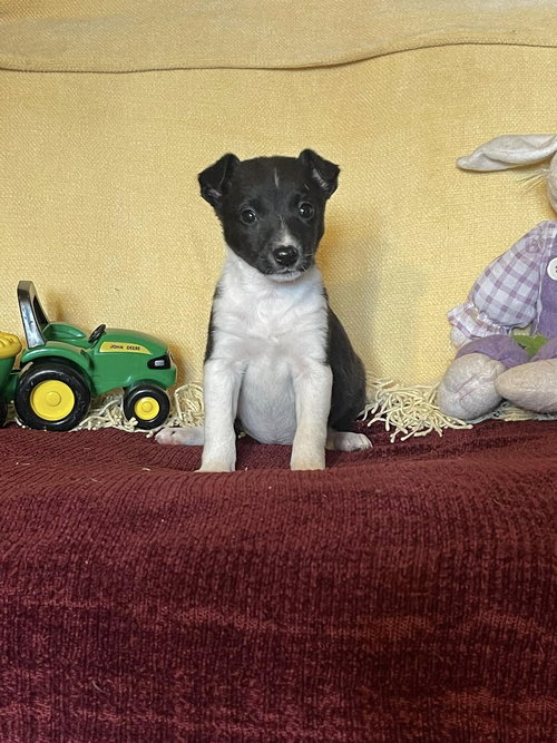 Chandra, an adoptable Fox Terrier in HOPKINSVILLE/PRINCETON, KY, NH
