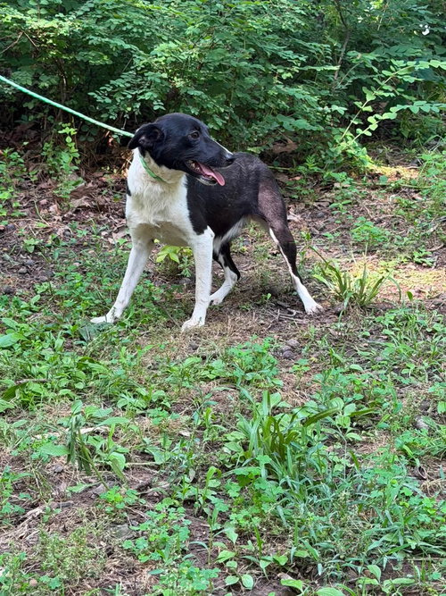 Photo 3 of Chandra