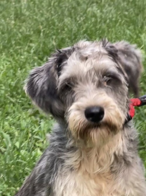 Karlie, an adoptable Schnauzer in HOPKINSVILLE/PRINCETON, KY, NH