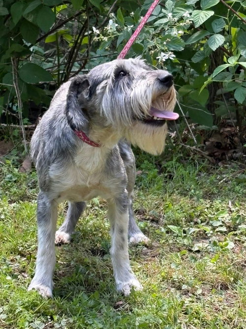 Karlie, an adoptable Schnauzer in HOPKINSVILLE/PRINCETON, KY, NH