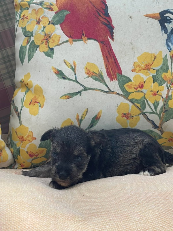 Archie/ ADOPTED