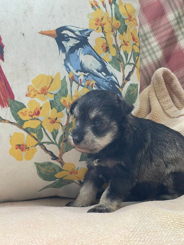 Amber/ ADOPTED