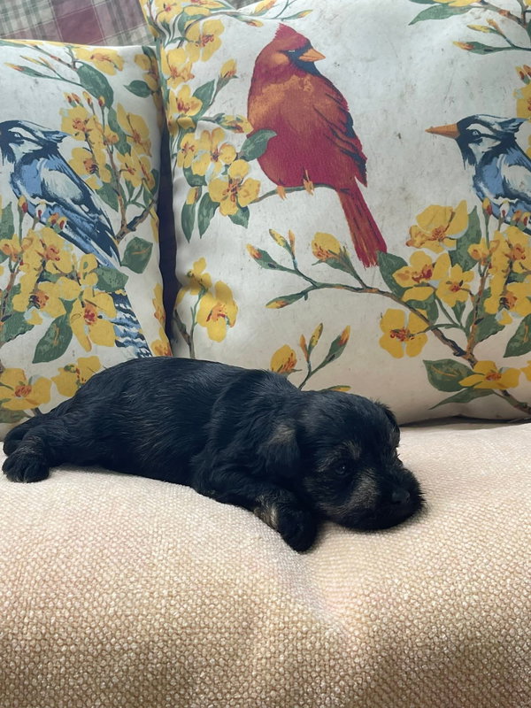 Arabella/ ADOPTED