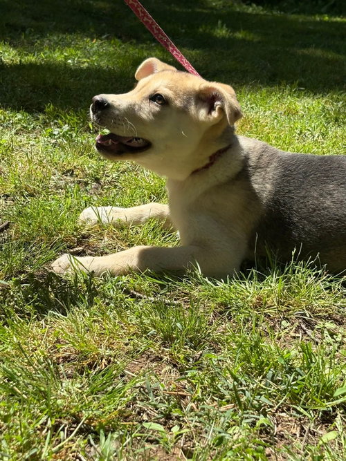 Ashton, an adoptable German Shepherd Dog in HOPKINSVILLE/PRINCETON, KY, NH
