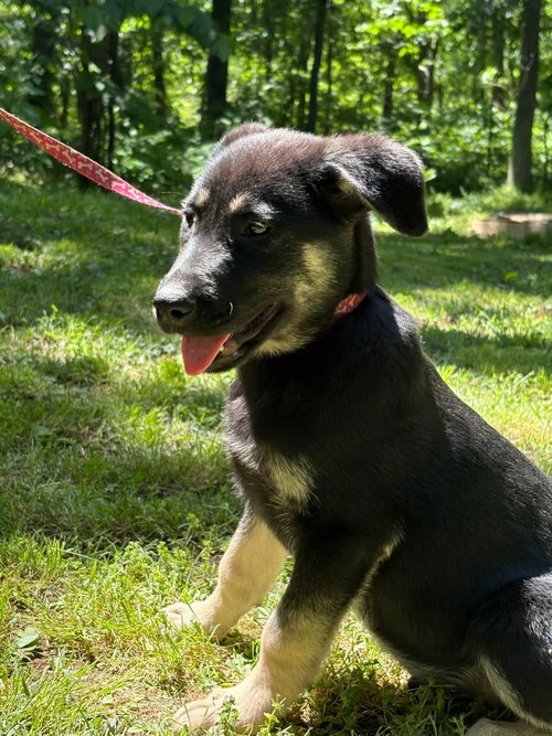 Apollo, an adoptable German Shepherd Dog in HOPKINSVILLE/PRINCETON, KY, NH