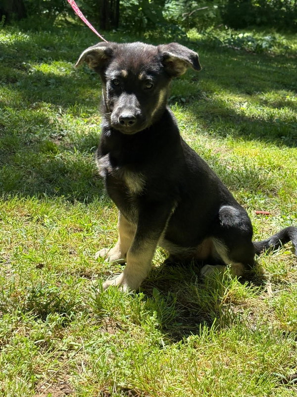 Apollo