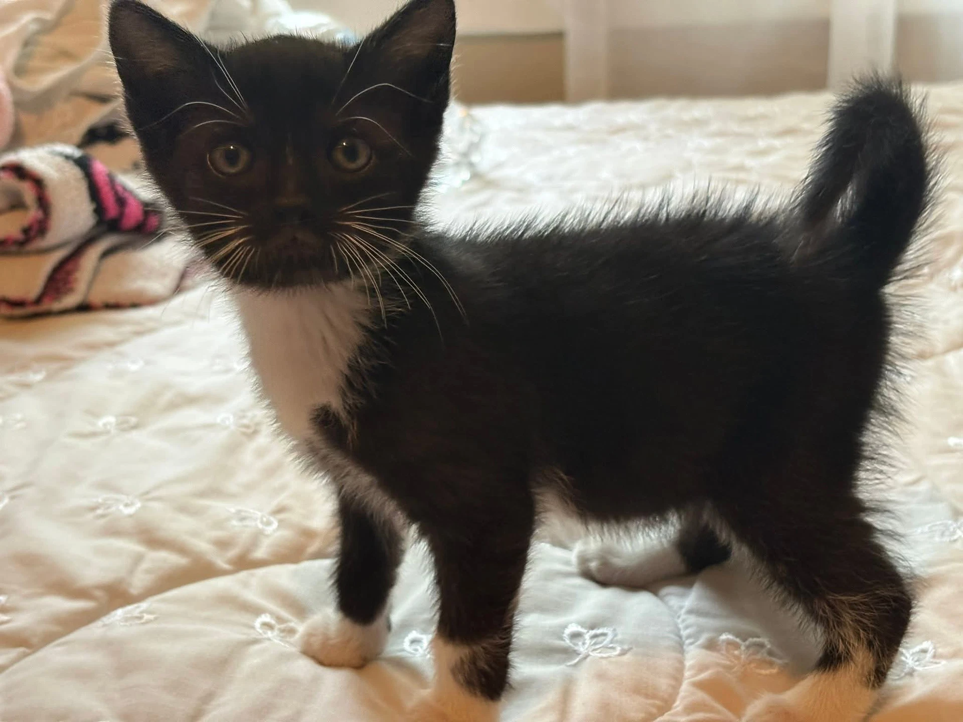 Avery L