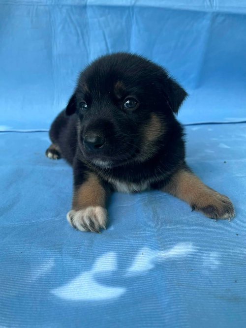 Buster, an adoptable German Shepherd Dog in HOPKINSVILLE/PRINCETON, KY, NH