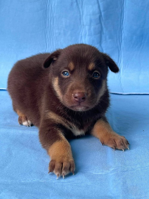 Ballie, an adoptable German Shepherd Dog in HOPKINSVILLE/PRINCETON, KY, NH