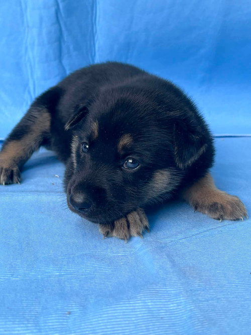 Blessing, an adoptable German Shepherd Dog in HOPKINSVILLE/PRINCETON, KY, NH