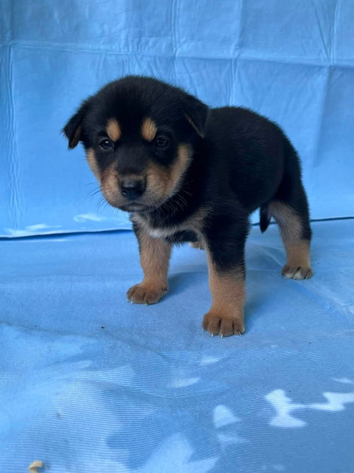 Blossom, an adoptable German Shepherd Dog in HOPKINSVILLE/PRINCETON, KY, NH
