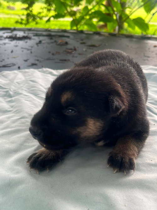 Bear