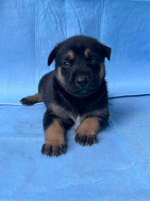 Bear, an adoptable German Shepherd Dog in HOPKINSVILLE/PRINCETON, KY, NH