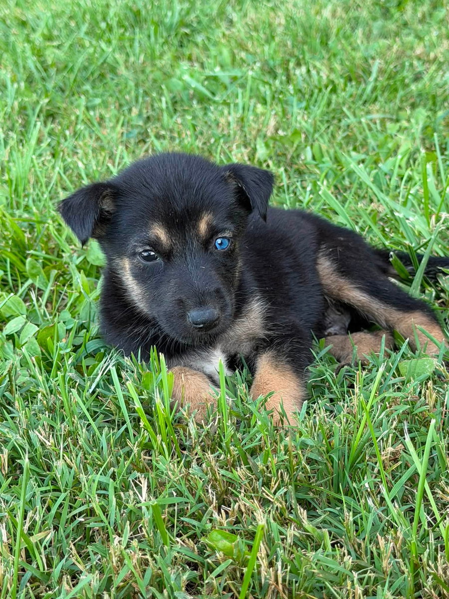Bear-runt of the litter