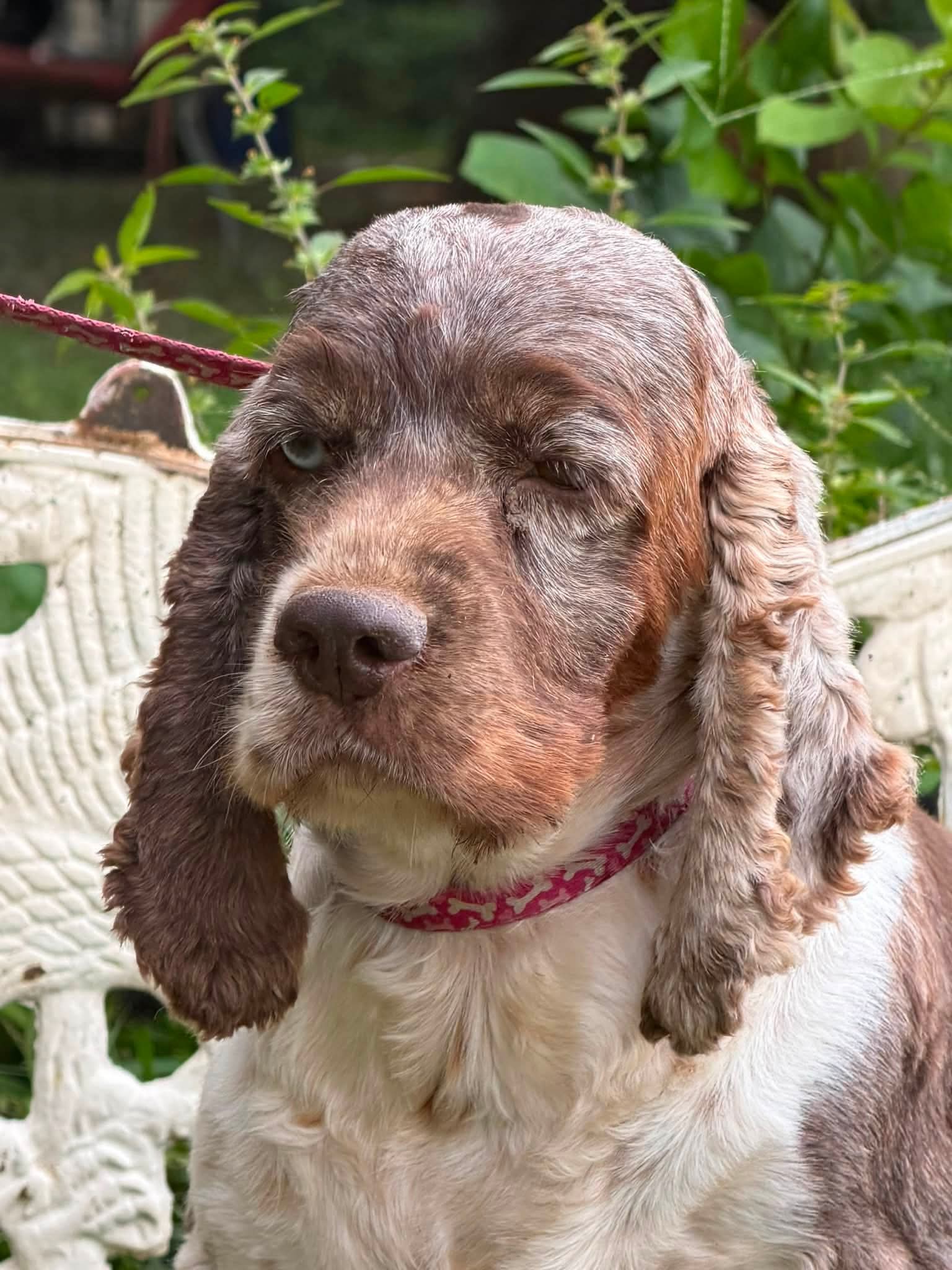 Margo - Cocker Spaniel