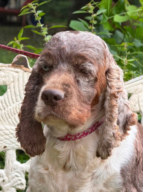 Margo, a dog for adoption from Love a Big Dog Rescue