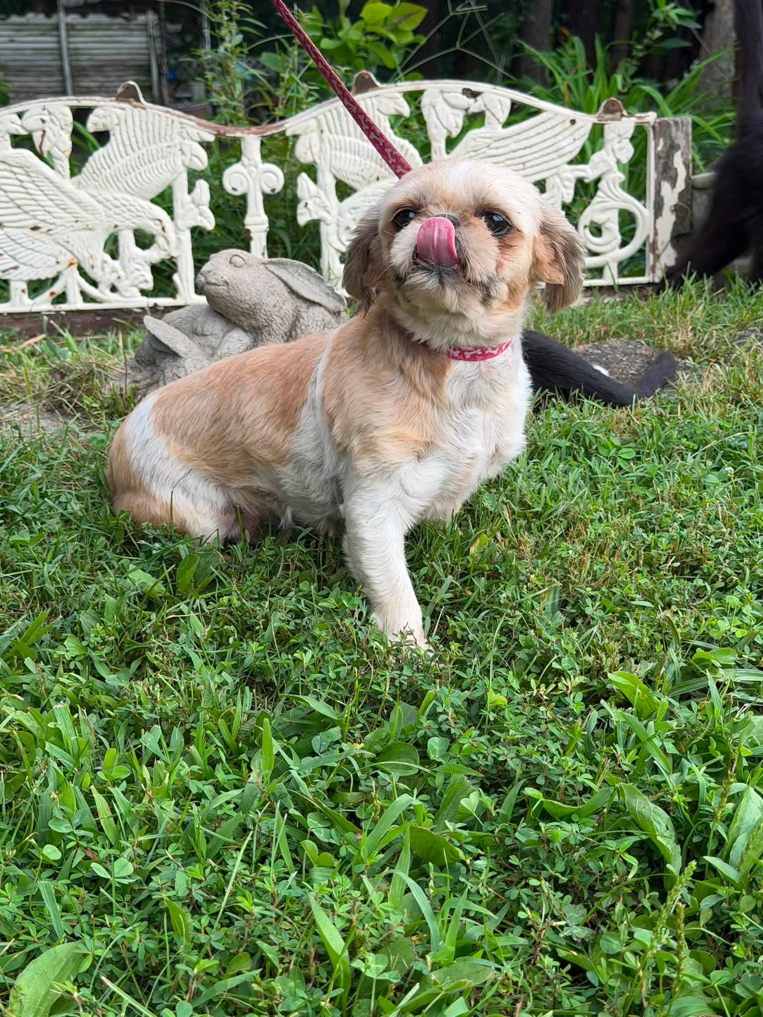 Casey - Shih Tzu