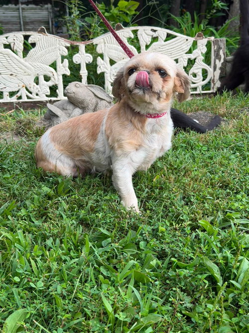 Casey/ADOPTED, a dog for adoption from Love a Big Dog Rescue