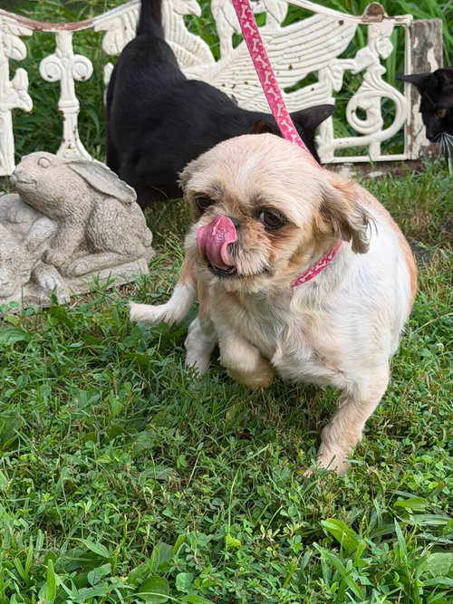 Photo 2 of Casey/ADOPTED