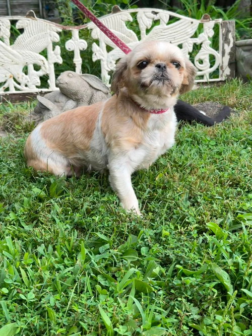 Photo 3 of Casey/ADOPTED