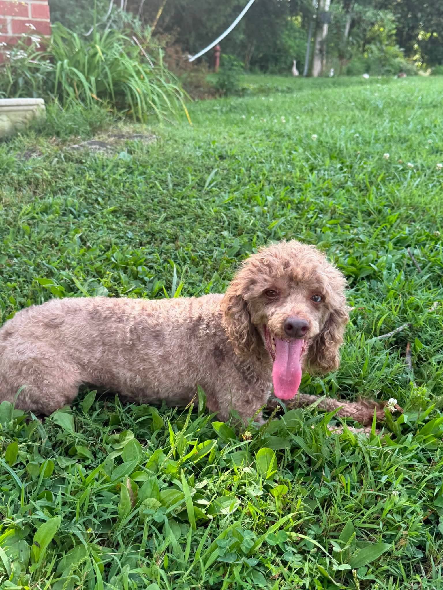 Charlie image 2