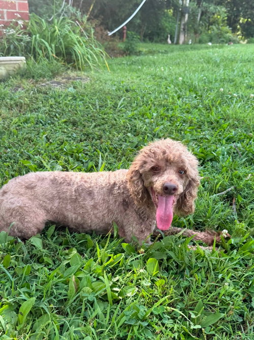 Photo 2 of Charlie