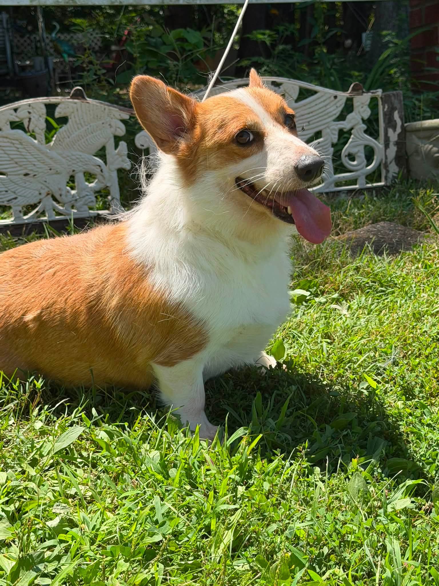 Ariel - Corgi