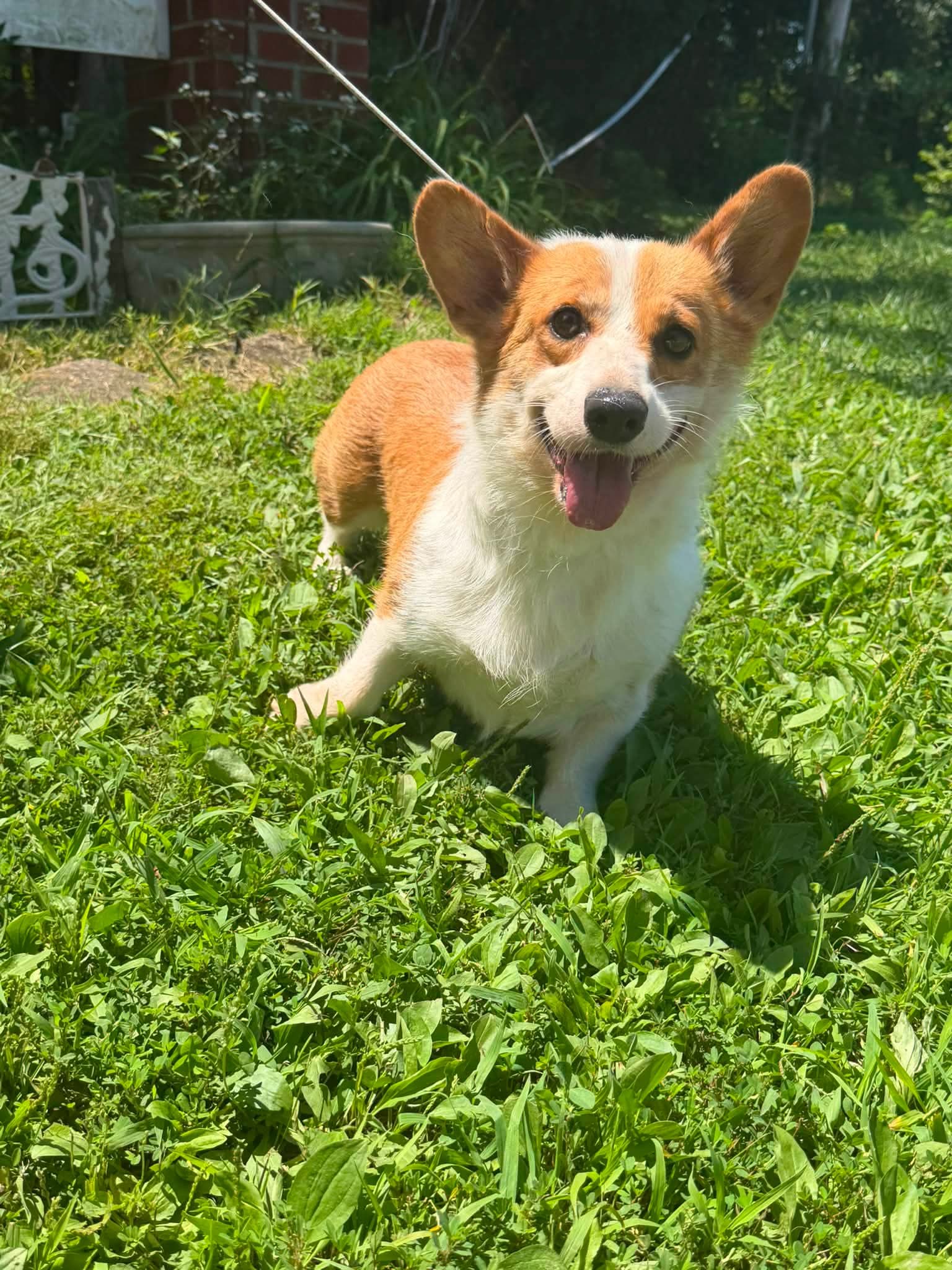 Arieladopted image 2