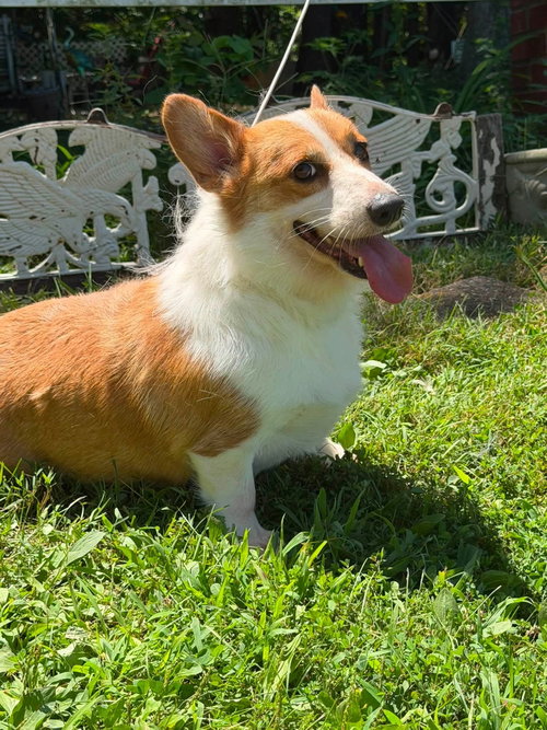 Photo 3 of Ariel/ADOPTED