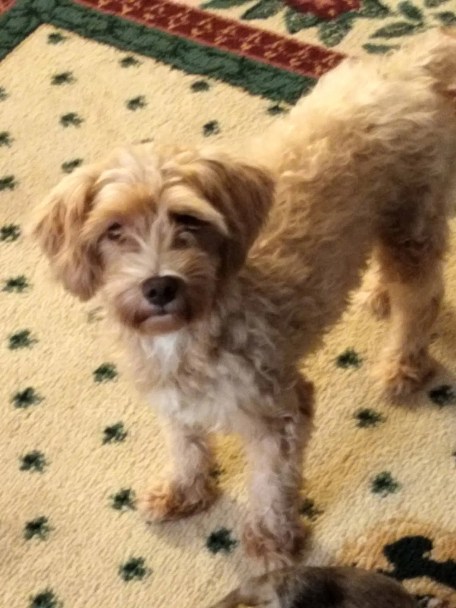 Brooklyn - Poodle (Miniature)