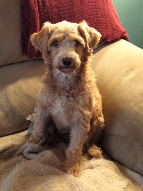 Bunnie, a dog for adoption from Love a Big Dog Rescue