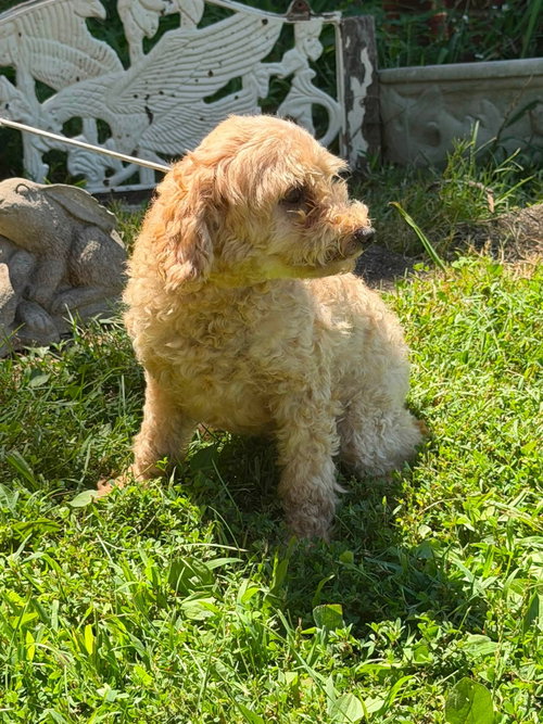 Photo 3 of Buttons/ ADOPTED