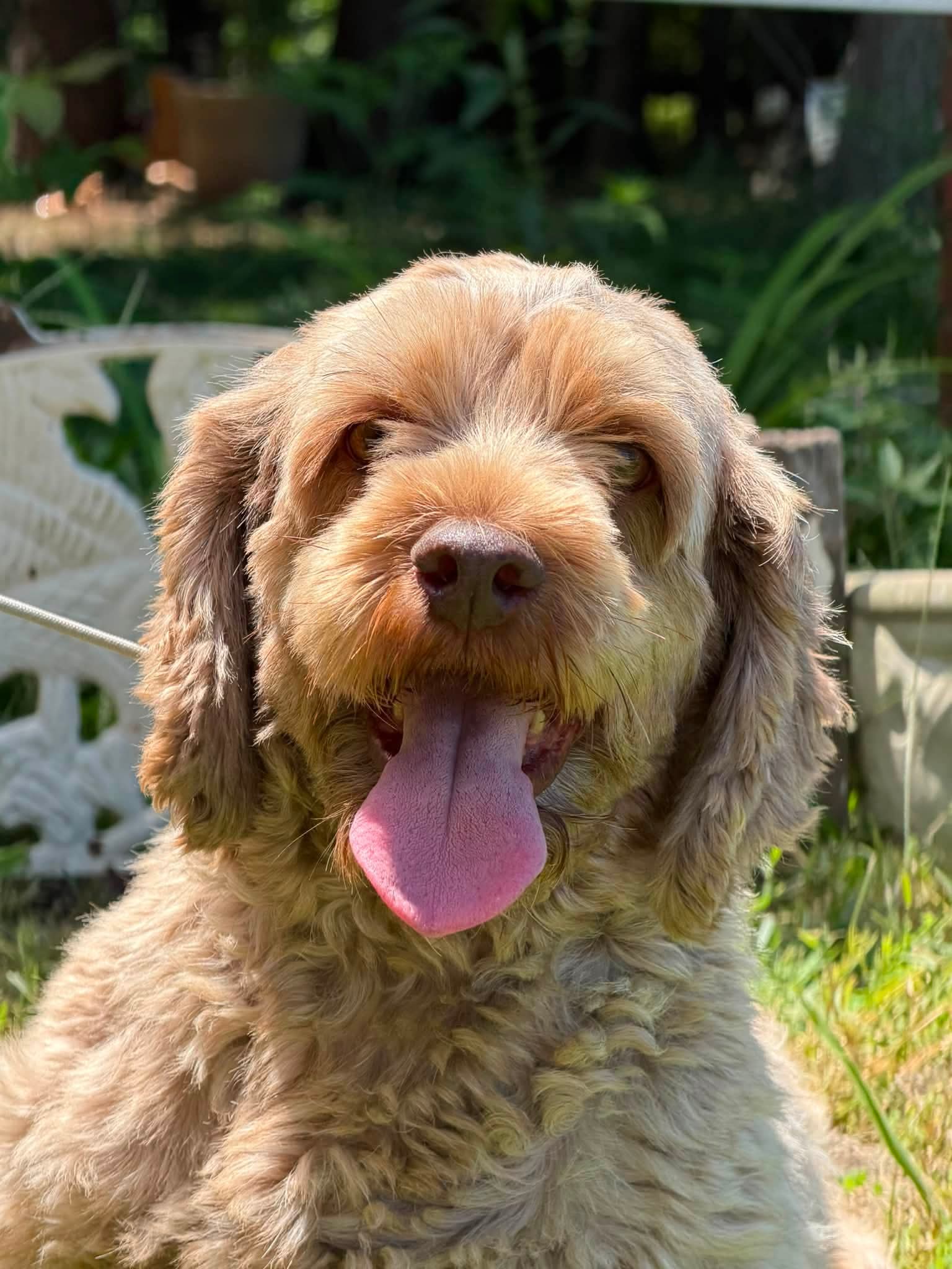 Maple - Poodle