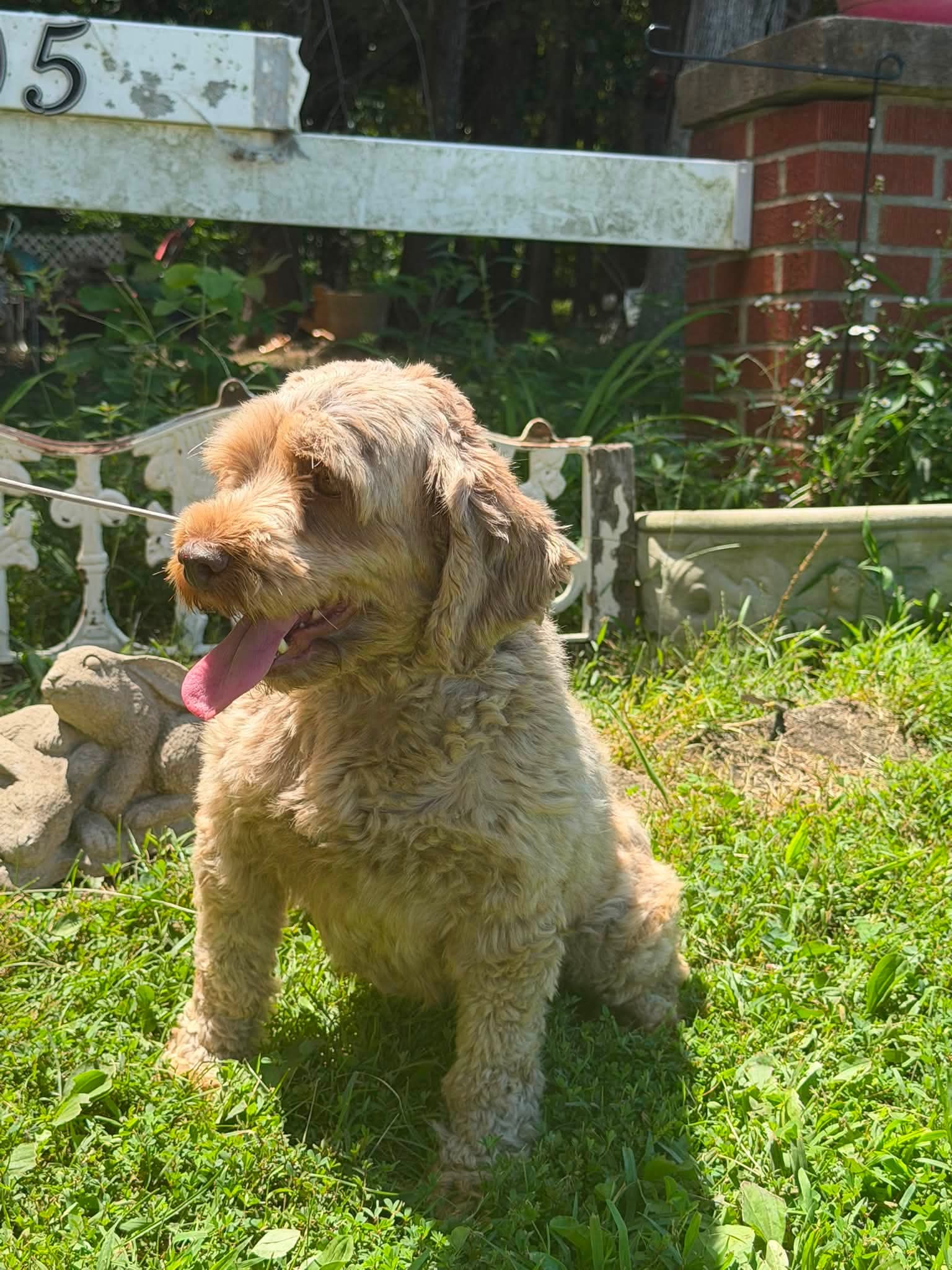 Mapleadopted image 3