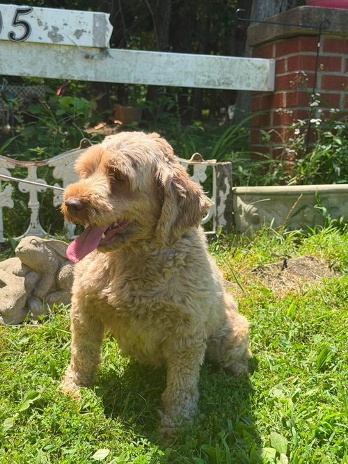 Photo 3 of Maple/ADOPTED