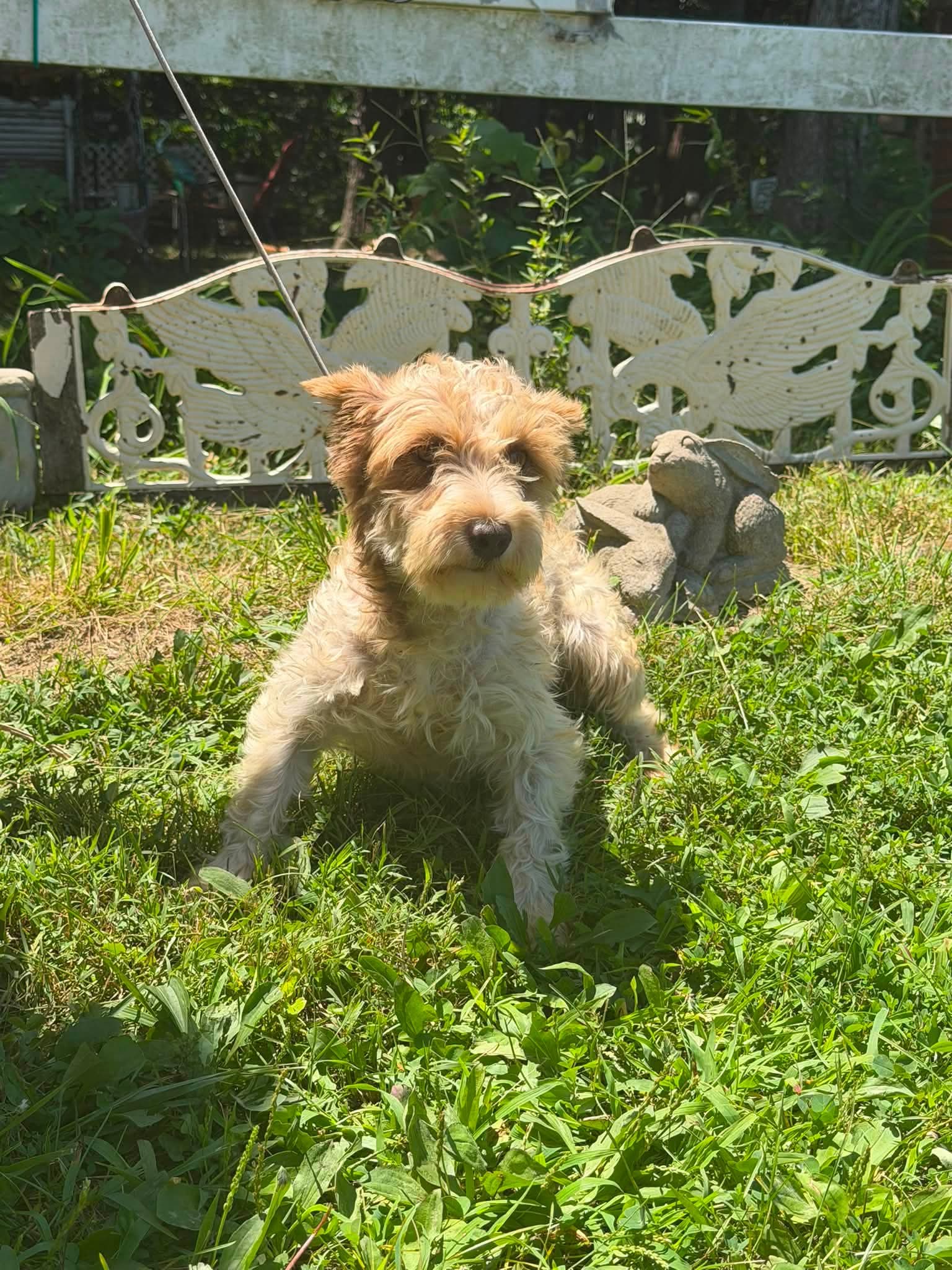 Avita - Schnauzer