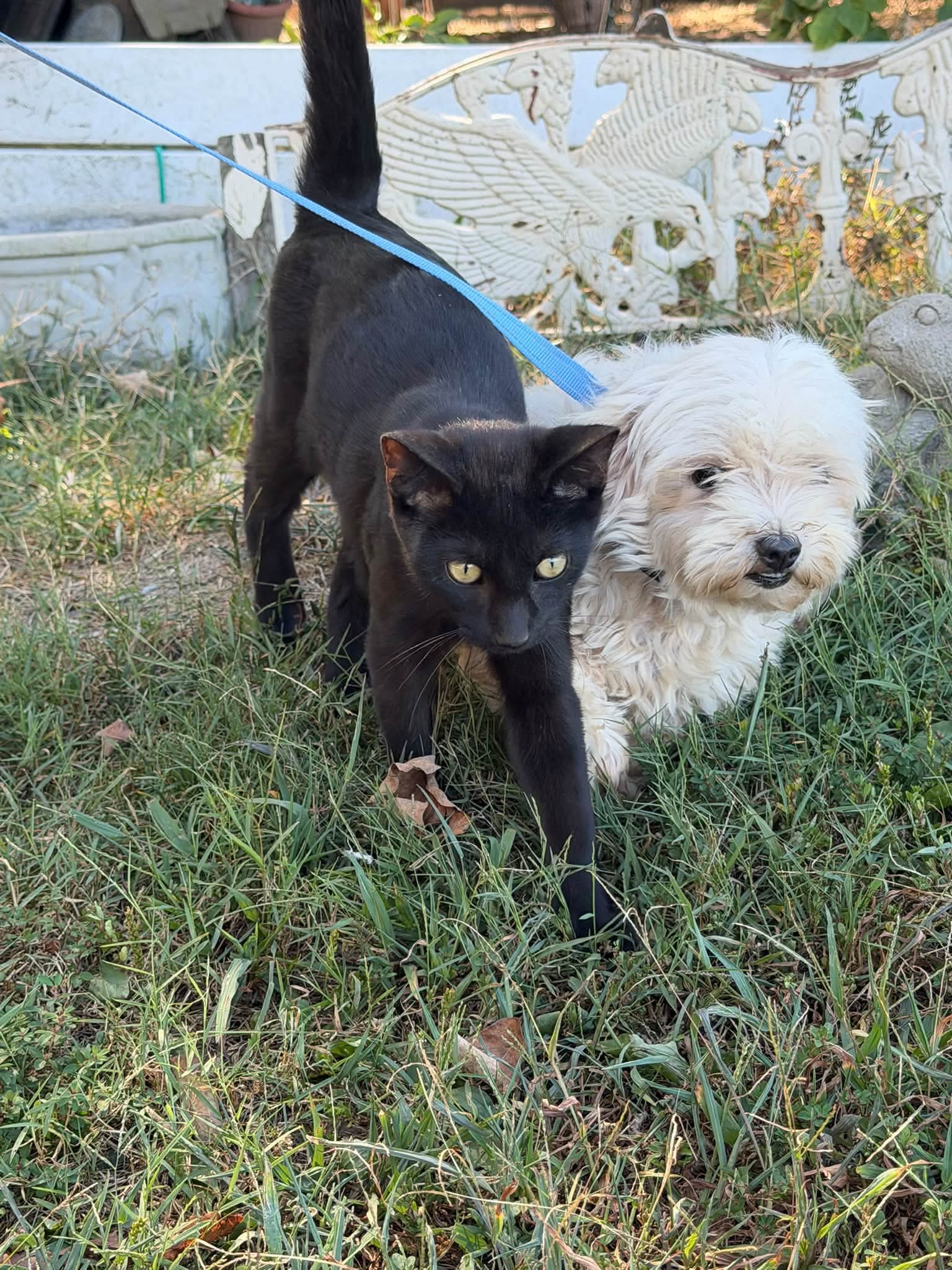 Ambrosa, Maltese