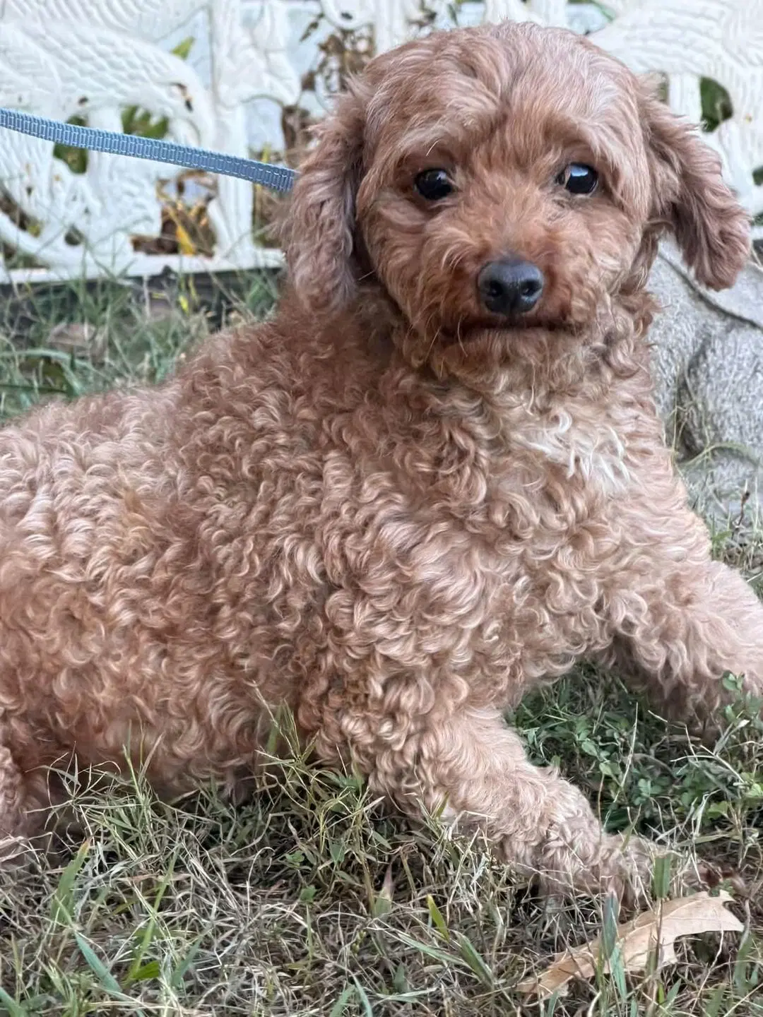 Charm - Poodle (Miniature)