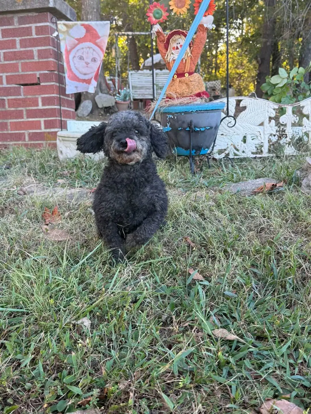 Betty - Poodle (Miniature)
