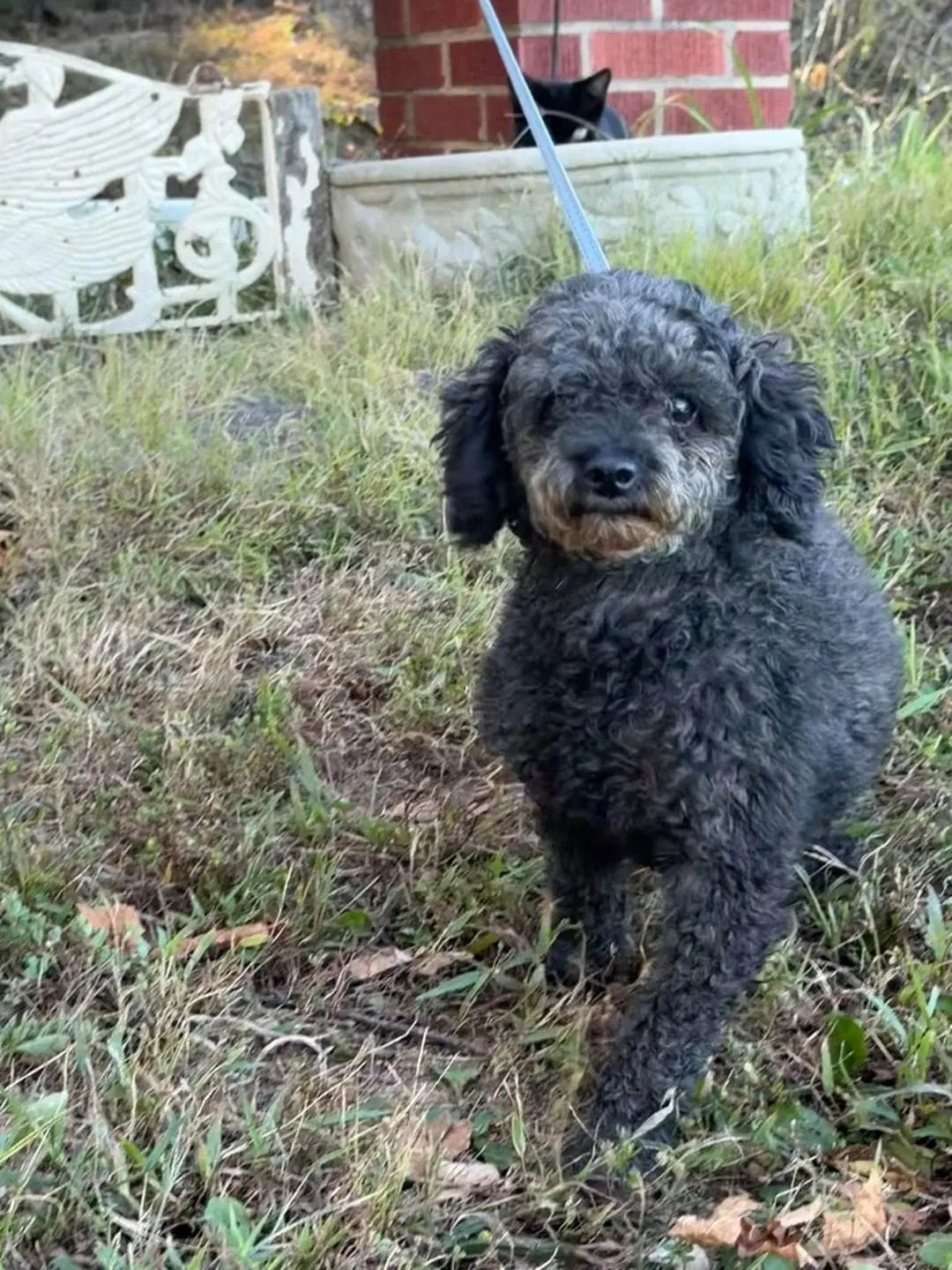 Betty image 3