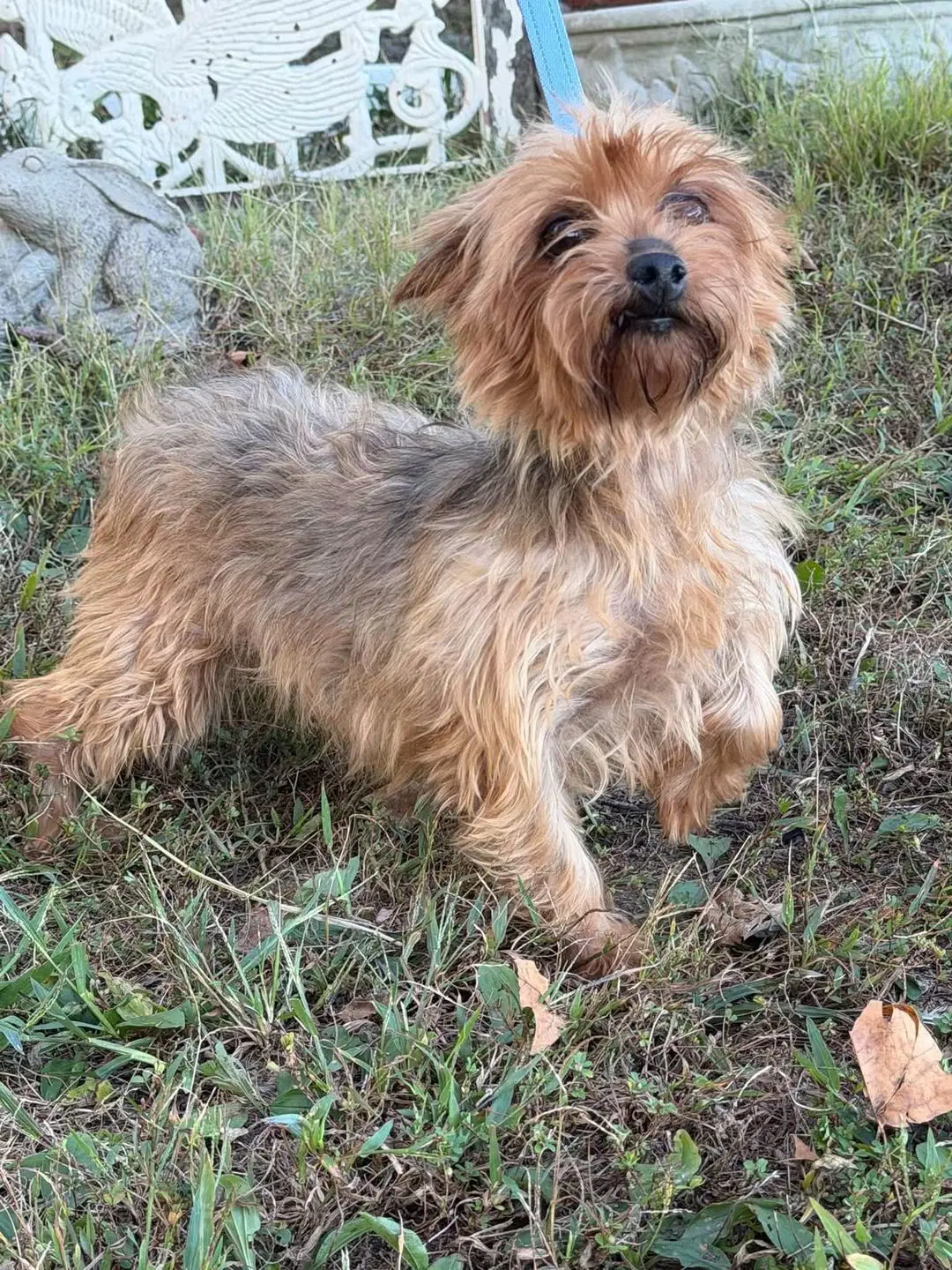 Dutchess - Yorkshire Terrier Yorkie