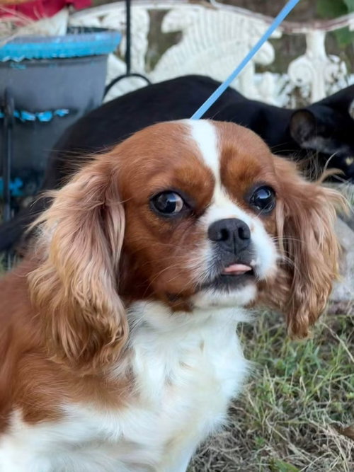 Annabelle, a dog for adoption from Love a Big Dog Rescue
